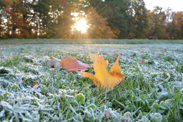 istock Fall Foliage and Frost 1282664989