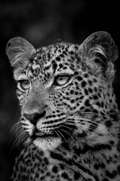 istock Leopard Portrait 1282666190