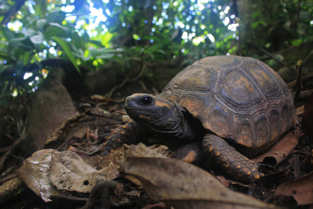 The back or pantser of a Yellow footed tortoise, Chelonoidis denticulatus, in his natural habitat: the amazon jungle The back or pantser of a Yellow footed tortoise, Chelonoidis denticulatus, in his natural habitat: the amazon jungle 1528 stock pictures, royalty-free photos & images