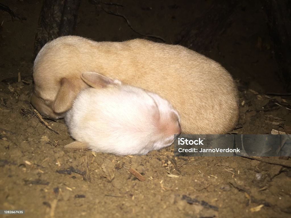 Two newborn pups with a brown and white coloration sleeping on top of eachother Alaskan Culture Stock Photo