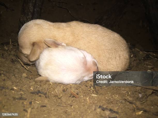 Two Newborn Pups With A Brown And White Coloration Sleeping On Top Of Eachother Stock Photo - Download Image Now