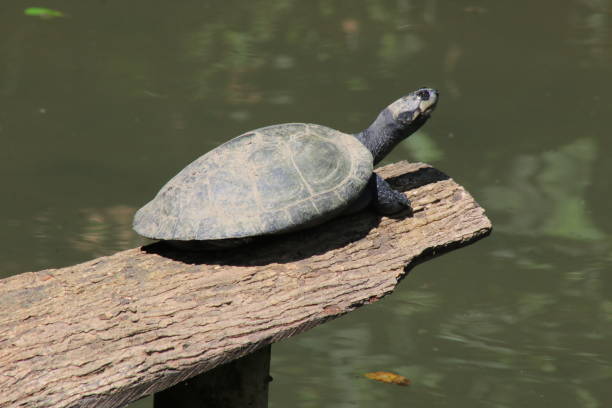 istock A charapa or yellow headed turtle sunbasking on a wooden log 1282668042