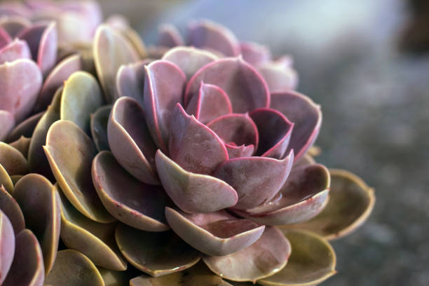 Close up outdoor succulent Echeveria Perle Von Nurnberg got bright colors due to low temperature Very compact healthy cluster of multiple plants in one pot. Color gradient from light purple to yellowish is well seen on a bright sun. Few plants start to grow flowers. echeveria stock pictures, royalty-free photos & images