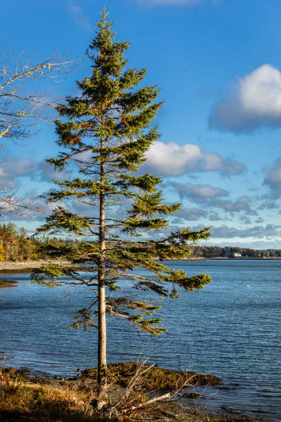 A lone pine tree stands along the ocean shoreline of Frenchman's Bay on Hancock Point, Maine, near Bar Harbor and Acadia National Park.