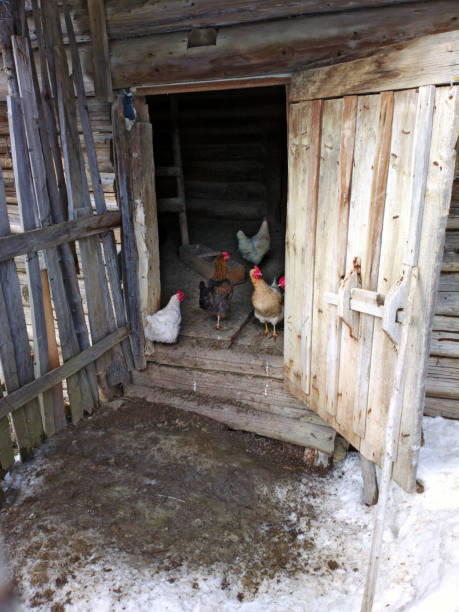 istock Chickens in the barn. 1282669379