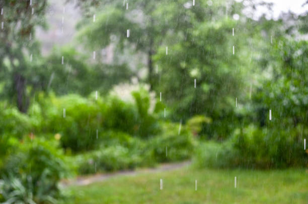 Raindrops on a varnished wooden surface.