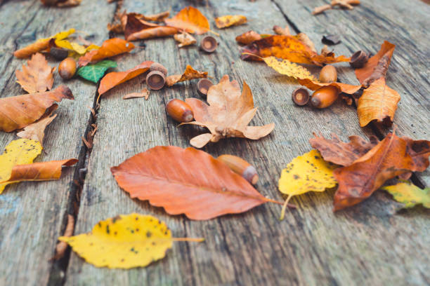 Autumn decoration background. Scattered acorns and yellowed leaves on a vintage wooden background. Close up Autumn decoration background. Scattered acorns and yellowed leaves on a vintage wooden background. Close up. yellowed edges stock pictures, royalty-free photos & images