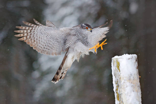 istock Goshawk flight, Germany. Northern Goshawk landing on spruce tree during winter with snow. Wildlife scene from winter nature. Bird of prey in the forest habitat. 1282669958