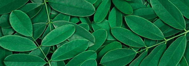 istock Background with dark green leaves, fresh flat background 1282670132