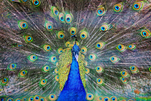 istock Peacock. Beautiful peacock. Peacock showing its tail 1282670134