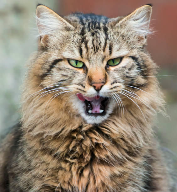 istock cat 1282670364