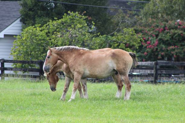 istock Two Horses Hanging Out in the Pasture 1282671372