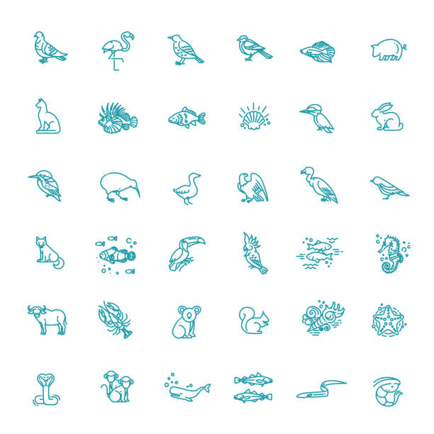 Line animals concepts, Icons set animal icons. vector outline icon set. Zoo kiwi bird stock illustrations