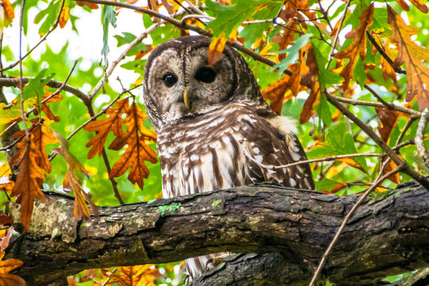istock Barred owl perched in tree with autum leaf colors 1282671871