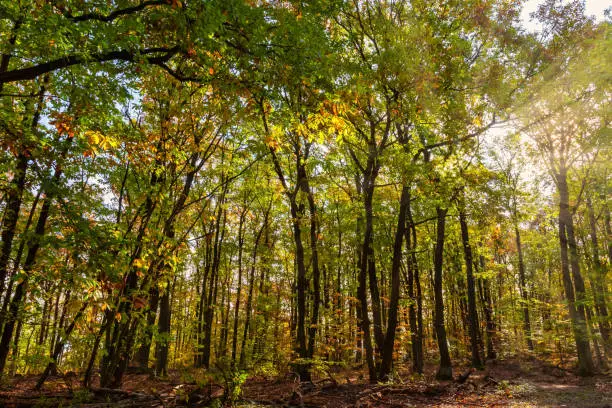 a deciduous forest in the sunset in autumn