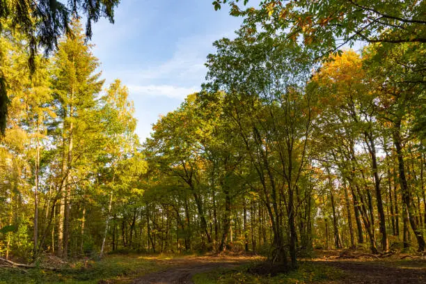 a deciduous forest in the sunset in autumn