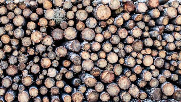firewood stock photo