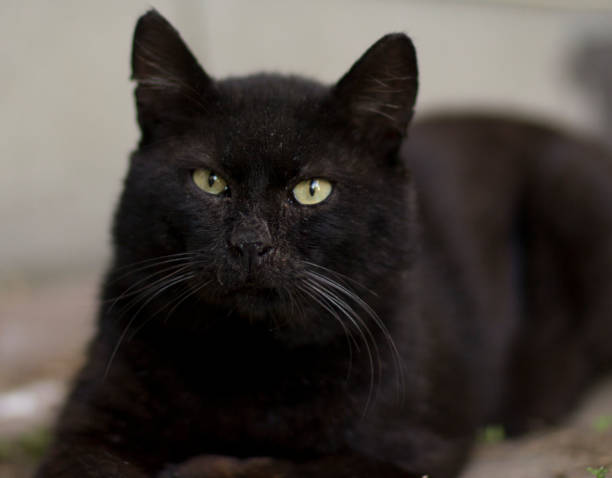 black cat stock photo