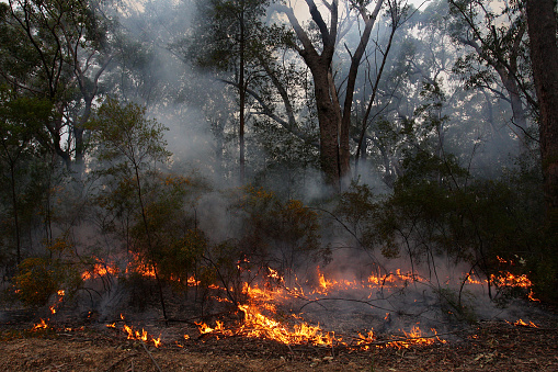 Hazard reduction burn in Sydney, Australia.