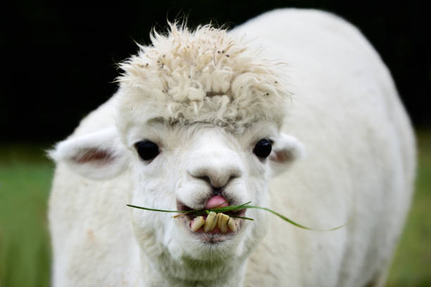 istock A white alpaca with crooked teeth and big eyes is chewing grass and looking at the camera 1282673827