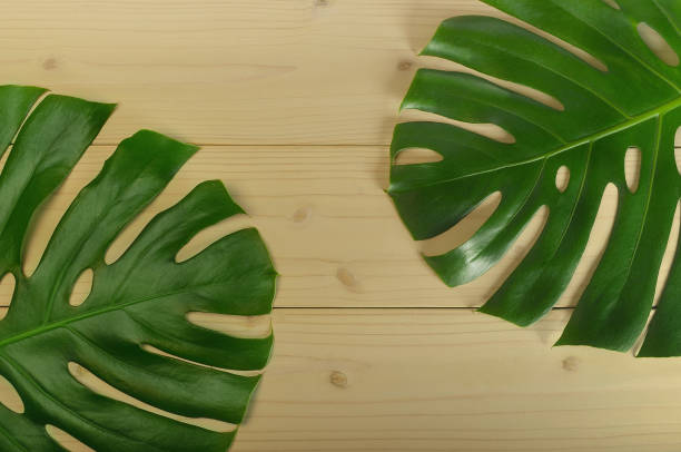 istock Green Leaves 1282675085