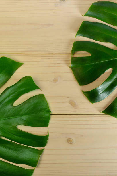 istock Green Leaves 1282675512