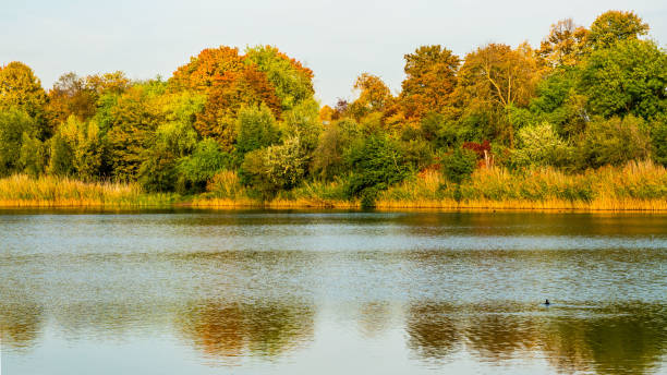 istock Autumn trees at lake 1282676330