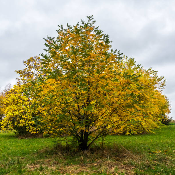 istock Autumn yellow green tree 1282676336