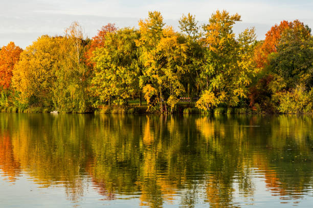 Autumn water background with golden trees reflection