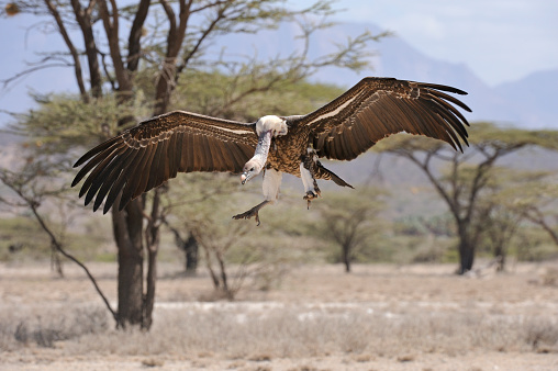 White Headed Vulture flying