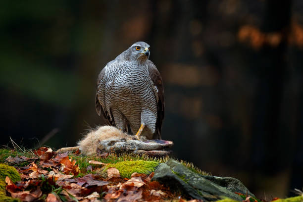 Animal behaviour, wildlife scene from nature. Goshawk in the orange vegetation.Goshawk, Accipiter gentilis, feeding on killed hare in the forest. Bird of Prey with fur catch in the habitat, autumn forest. comportamiento animal, escena de vida silvestre de la naturaleza. goshawk en la vegetación naranja. goshawk, accipiter gentilis, alimentándose de liebres muertas en el bosque. ave de presa con captura de piel en el hábitat, bosque de otoño.