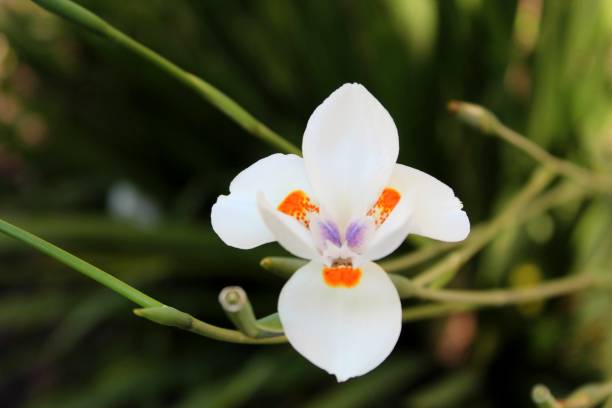 istock Flower 1282680393