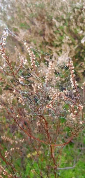 Web in plant