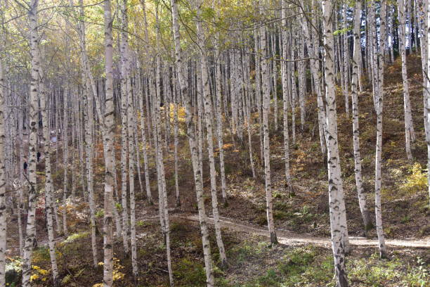 Birch forest in Inje-gun, Korea in autumn