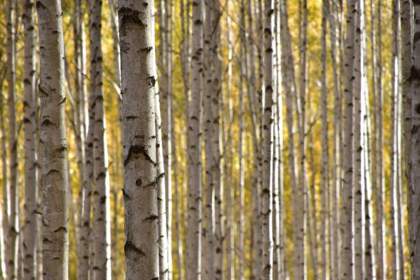 Birch forest in Inje-gun, Korea in autumn