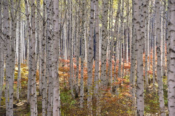 istock Birch forest in Inje-gun, Korea in autumn 1282681541