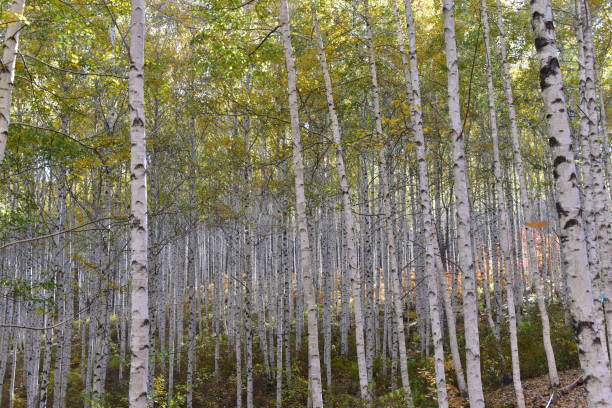 istock Birch forest in Inje-gun, Korea in autumn 1282681544