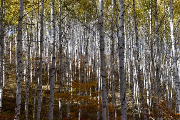 istock Birch forest in Inje-gun, Korea in autumn 1282681596