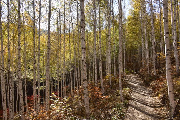 istock Birch forest in Inje-gun, Korea in autumn 1282681691