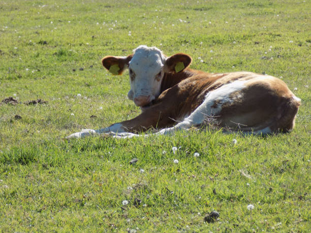 istock Young calf lies on a meadow 1282681694