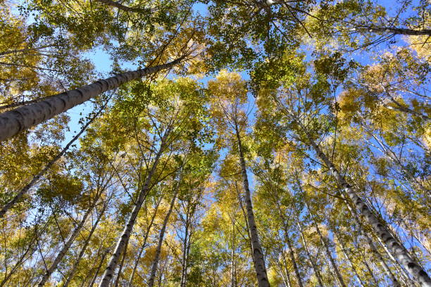 istock Birch forest in Inje-gun, Korea in autumn 1282681732