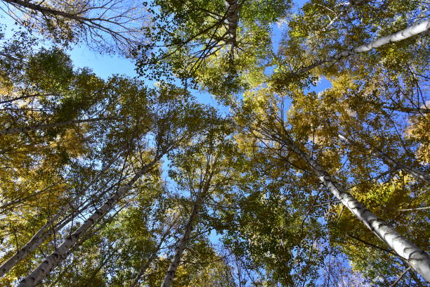 Birch forest in Inje-gun, Korea in autumn