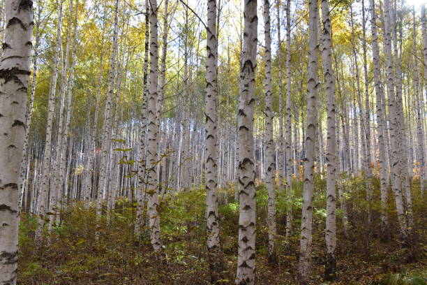 istock Birch forest in Inje-gun, Korea in autumn 1282681761