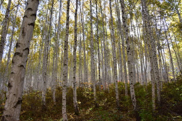 istock Birch forest in Inje-gun, Korea in autumn 1282681763
