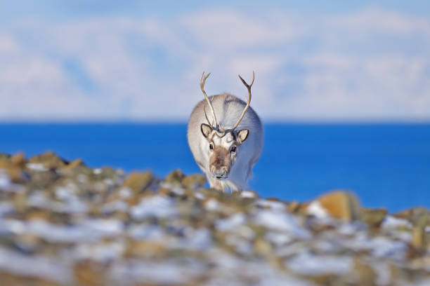 Wild Reindeer, Rangifer tarandus, with massive antlers in snow, Svalbard, Norway. Svalbard deer on rocky mountain. Wildlife scene from nature, winter pink blue sunset. Winter landscape with reindeer. stock photo