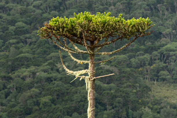araucaria angustifolia - green woods forest southern brazil imagens e fotografias de stock