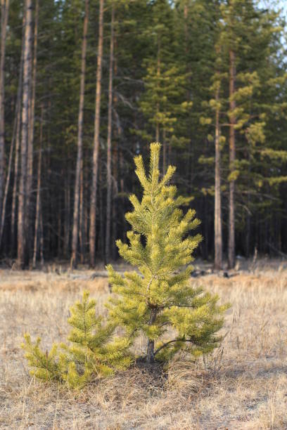 istock new young pine tree and branches with green coniferous fir-needles in autumn daylight. Reforestation evergreen trees woodland 1282683733