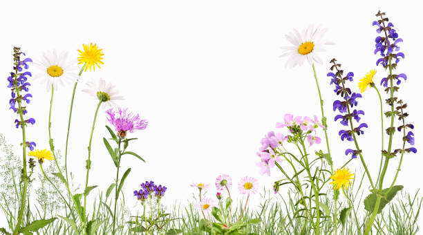 カッコウの花、ヒナク、ヒナシなどの牧草地 - daisy marguerite flower grass ストックフォトと画像