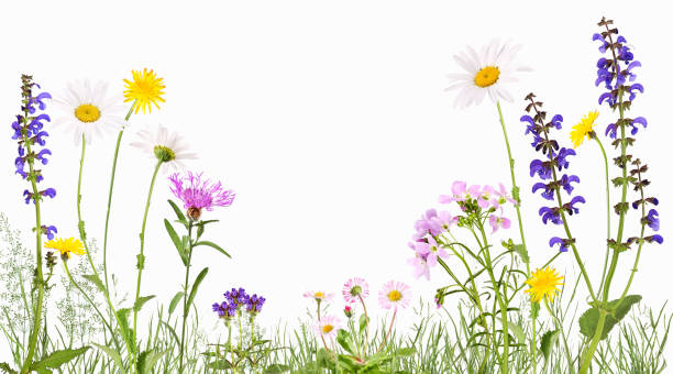 Meadow With Cuckoo Flower Daisies Daisies And Others Stock Photo - Download  Image Now - iStock