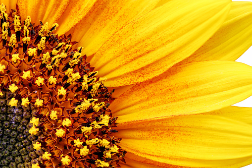 Detail of a close-up of a blooming yellow sunflower.